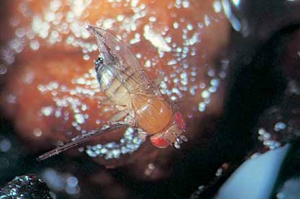 Vinegar fly is often seen flying around rotting berries in warm humid weather