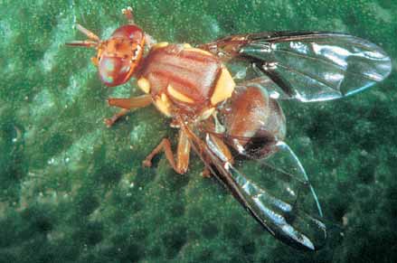 The small Queensland fruit fly is a quarantine pest