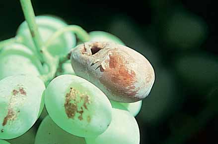 Vinegar fly maggots feed on rotting berries