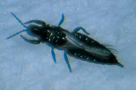 Black plague thrips (1 mm long) feed in grape flowers and young foliage