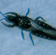 Black plague thrips (1 mm long) feed in grape flowers and young foliage