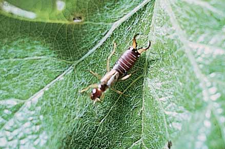 European earwigs (12 mm) eat vine leaves in early spring and sometimes eat other insects (see page 71)