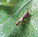 European earwigs (12 mm) eat vine leaves in early spring and sometimes eat other insects (see page 71)