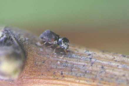 Common auger beetles (1-2 mm) are black-brown