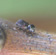 Common auger beetles (1-2 mm) are black-brown