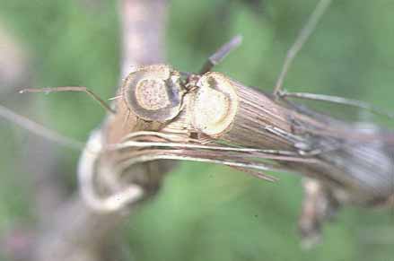 Common auger beetle has eaten around the pith