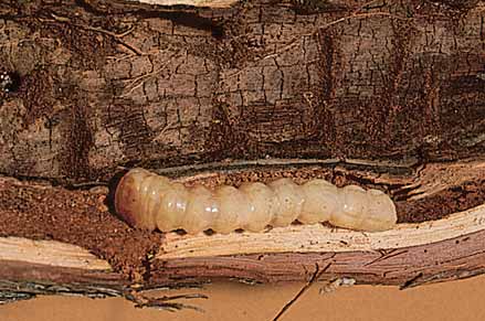Fig longicorn larva (2.5 mm) is yellow-grey