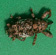Vine weevil, with typical stubby snout and narrow head, bore holes (1-2 mm diam.) in dormant canes