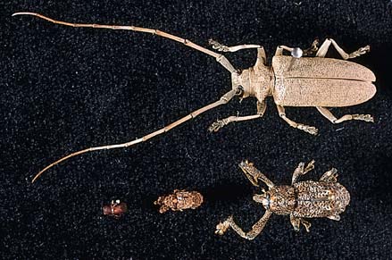 Adult fig longicorn beetle (top), Elephant weevil (bottom right) and vine weevil (bottom centre) showing relative sizes