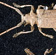 Adult fig longicorn beetle (top), Elephant weevil (bottom right) and vine weevil (bottom centre) showing relative sizes