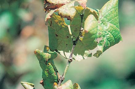 Damage from vine weevil causes leaves above the bore hole to curl down
