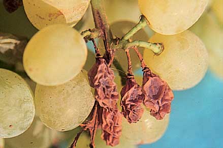 Infection of berry stalks shrivels the berries