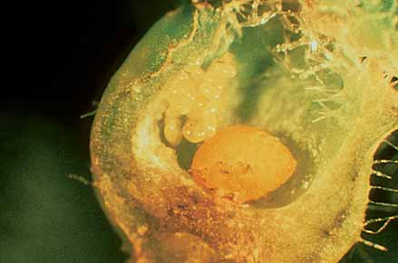 Close up of phylloxera within a gall