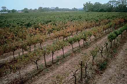 Extensive damage in the vineyard caused by phylloxera