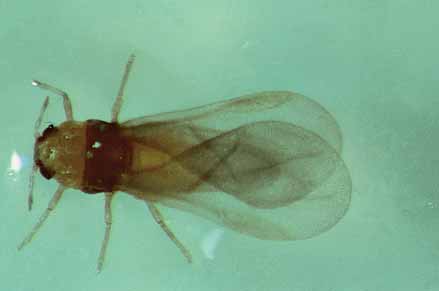 Winged aphid of phylloxera (1 mm)