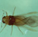 Winged aphid of phylloxera (1 mm)