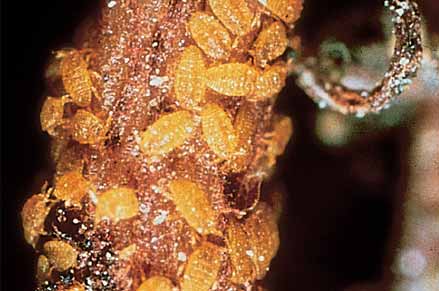 Phylloxera nymphs on a vine root