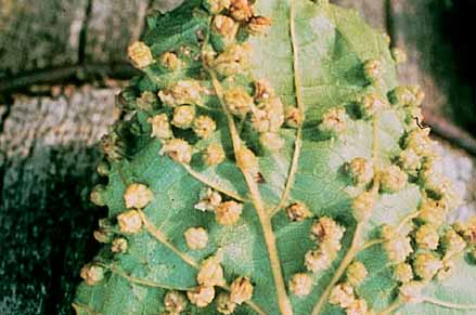 Phylloxera galls on a leaf