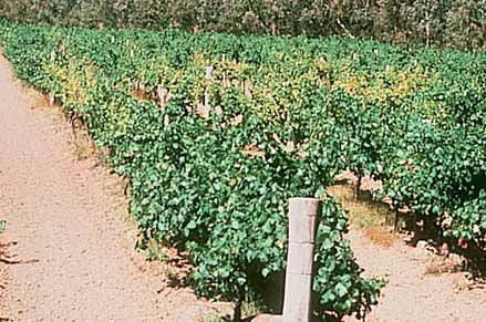 Premature yellowing of ungrafted vines in autumn caused by phylloxera