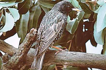 Starlings are widespread and cause damage in many regions