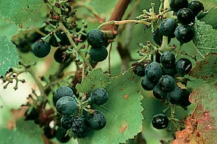 Starlings mostly eat unripe berries and leave just the stalk