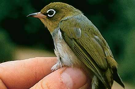 Sivereye mostly eat insects but also pick small holes in berries inside the canopy