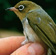 Sivereye mostly eat insects but also pick small holes in berries inside the canopy