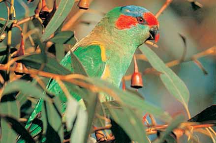 Musk lorikeets eat berries in single bites, leaving skin or seed on the ground