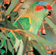 Musk lorikeets eat berries in single bites, leaving skin or seed on the ground