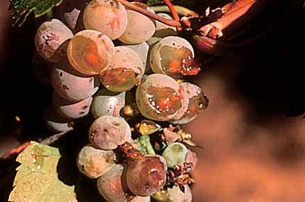 Parrots leave large holes in ripening berries with a slice of skin attached