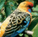 Rosellas sometimes eat grapes