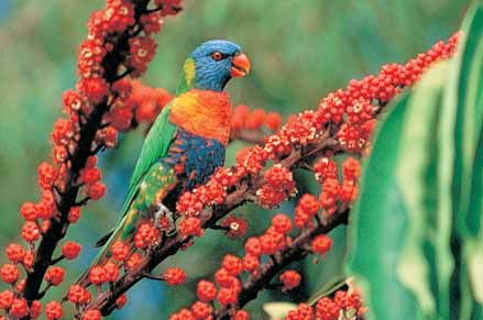 Rainbow lorikeets can cause serious damage