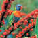 Rainbow lorikeets can cause serious damage