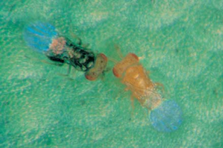 Adult Trichogramma wasp