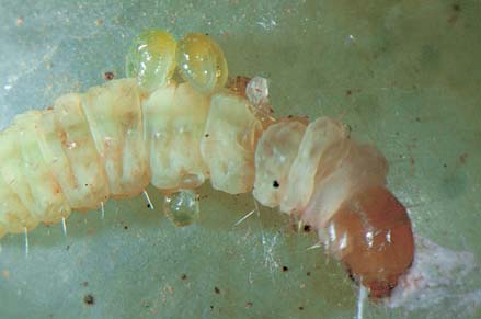 Maggots of Voriella flies (1 mm) grow on the outside of and kill LBAM caterpillars