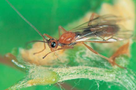 Brachymeria wasps (4 mm) eat LBAM pupae