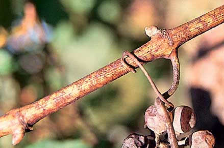 Powdery mildew mostly overwinters in buds