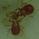 Some mites feed on a wide range of pest mites. Predatory mites include Amblyseius 'Victoria' and Typhlodromus 'Doreen', (shown squabbling over prey), and some Phytoseiulus