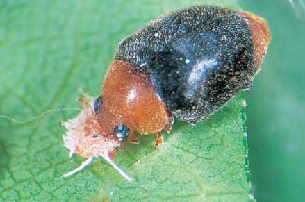 Cryptoleamus ladybirds (5 mm) eat hundreds of mealybugs in their lifetime