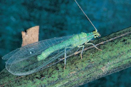 Green lacewing adult (12 mm)