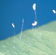 Green lacewing eggs (1 mm)