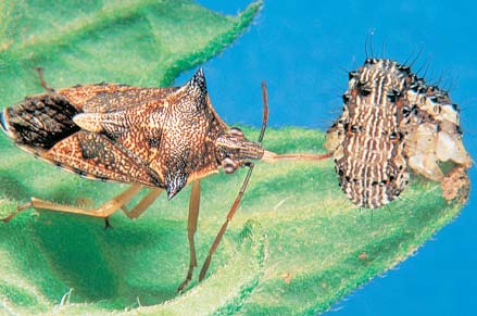 Predatory shield bugs feed on LBAM and grapevine moth caterpillars