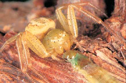 Spiders are a main predator of LBAM caterpillars