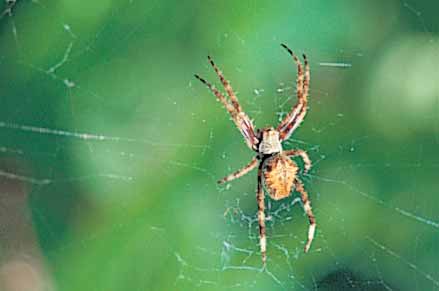 Webbing spiders are usually harmless