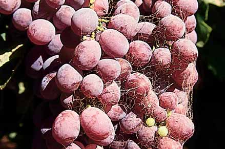 Spider webs, as in this Emperor bunch, cause losses in tablegrapes