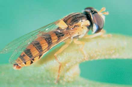 Hoverfly adults (6-8 mm) look like honey bees