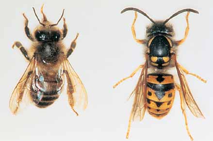 European wasp (left) and bees (right) look similar. European wasp is both a predator and a pest that feeds on ripe grapes. It can give a painful bite