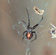 Redback spider can disrupt export shipments