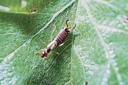 European earwigs eat LBAM caterpillars and vine leaves