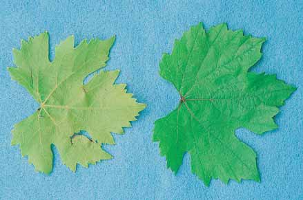 Nitrogen deficient leaves are uniformly pale in colour (left); healthy leaf (right)